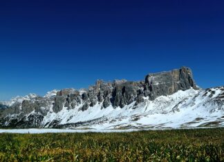 Jaki nawóz pod rośliny strączkowe?