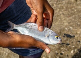 Które strączki są najzdrowsze?