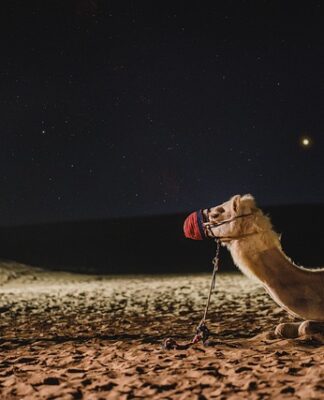 Jak podróżować z dużym psem?