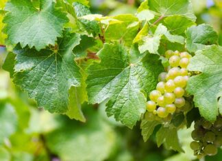 Czy można zrywać hybrydę?