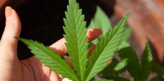 Czy bób to roślina strączkowa?