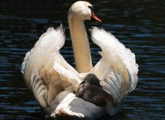 Czy fotelik obrotowy jest bezpieczny? Czy fotelik obrotowy jest bezpieczny?