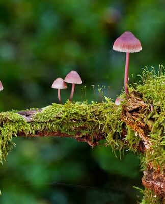 Gdzie można kupić magiczna gąbkę?