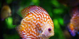 Czy można dolać wody destylowanej do akwarium?