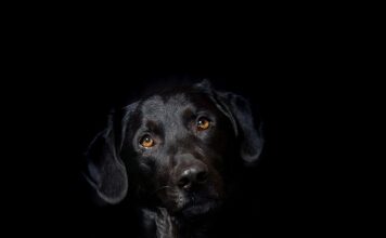 Jak często można robić hybrydę?