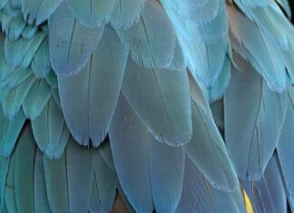 Jak zrobić ptasie mleczko z jogurtu naturalnego?