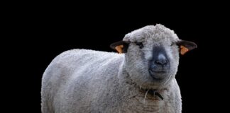 Jakie jaszczurki można hodować w domu?