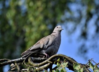 Jak karmienie gołębi na lot z wiatrem?