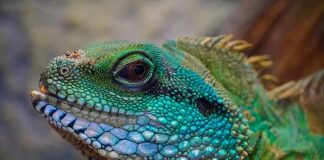 Czego nie lubią jaszczurki?