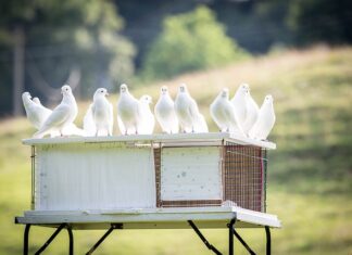 Czym przykryć gołębniki?