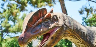 Jak założyć hodowlę gadów?