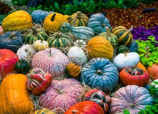 Czy wegetarianie jedzą galaretki?