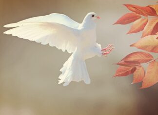 Z jakiej odległości widzi gołąb?