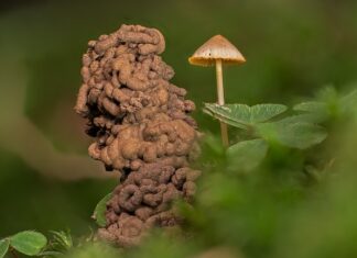 Czy od słodyczy można dostać robaków?