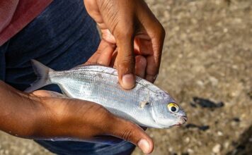 Czy strączki są lekkostrawne?