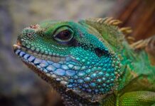 Jakie znaczenie ma jaszczurka?