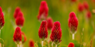 Czy strączkowe są lekkostrawne?