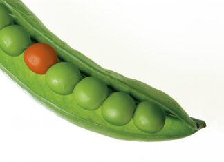 Czy groch jest owocem?