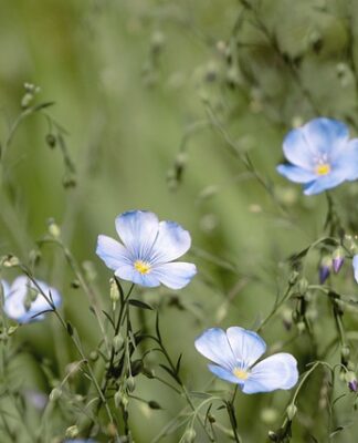 Jaki leń lepszy mielony czy cały?