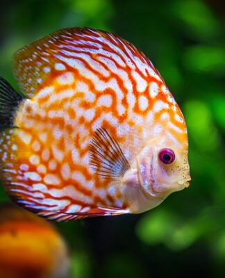 Jakie akwarium na początek?